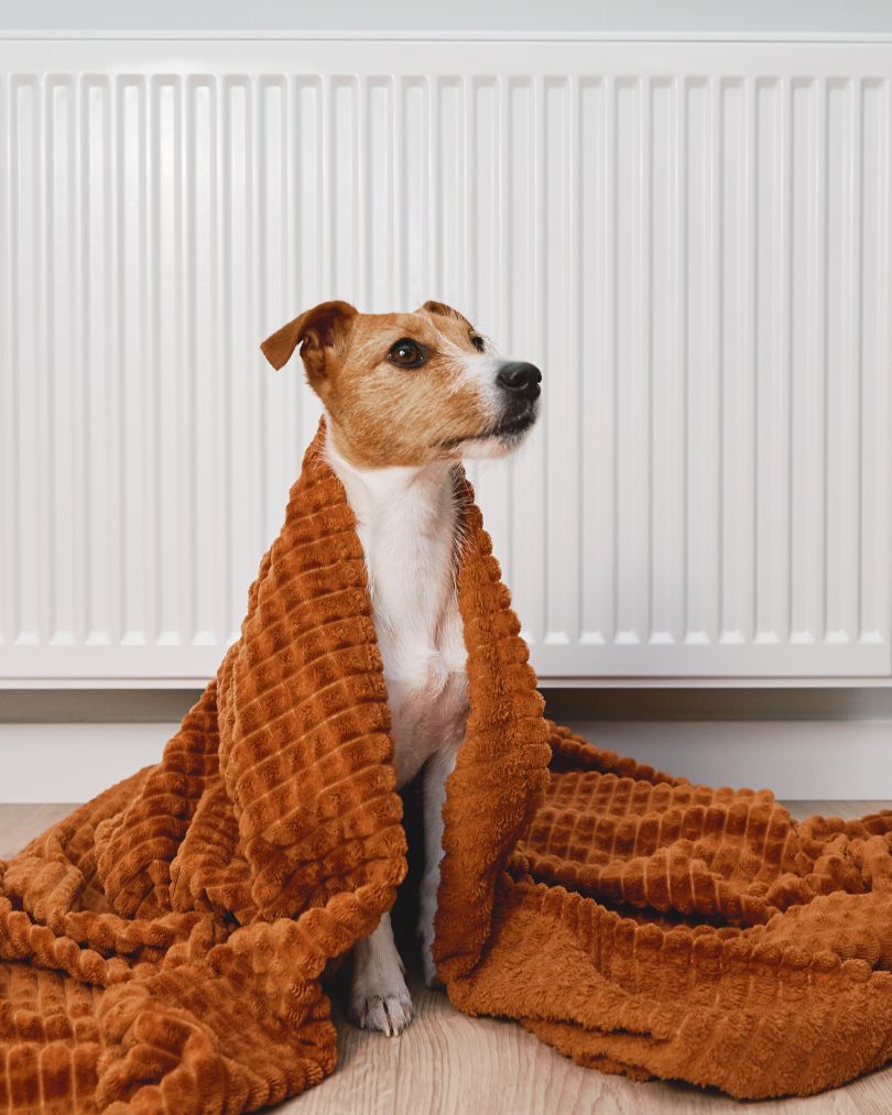 Small dog under a blanket